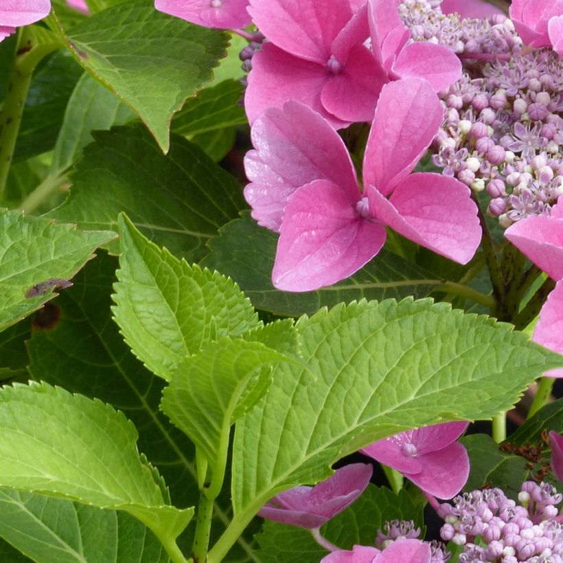 Hydrangea macrophylla Teller Pink (Foliage)