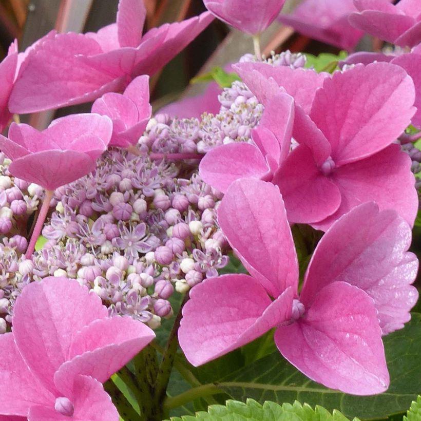 Hydrangea macrophylla Teller Pink (Flowering)