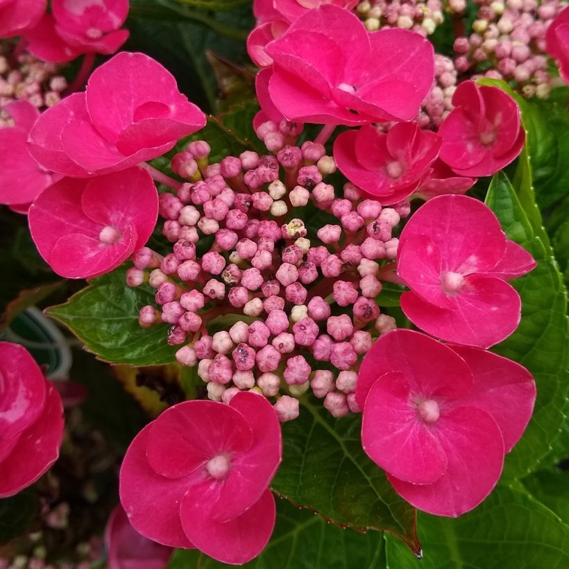 Hydrangea macrophylla Teller Red (Flowering)