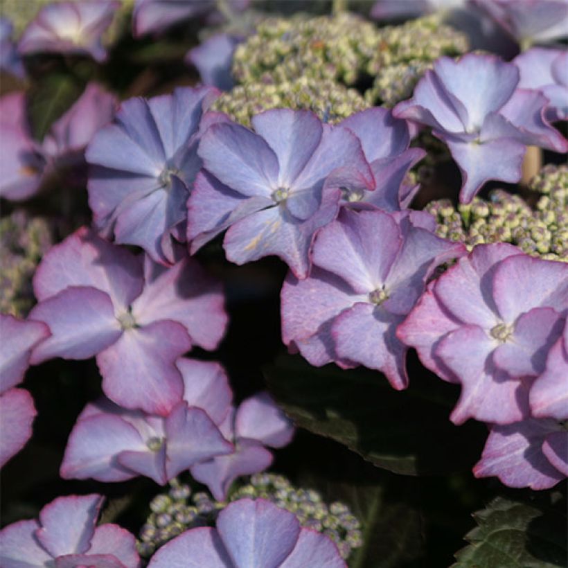 Hydrangea macrophylla Tiffany (Flowering)