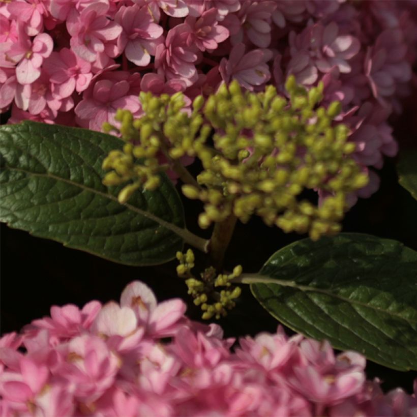 Hydrangea macrophylla Umbrella (Foliage)