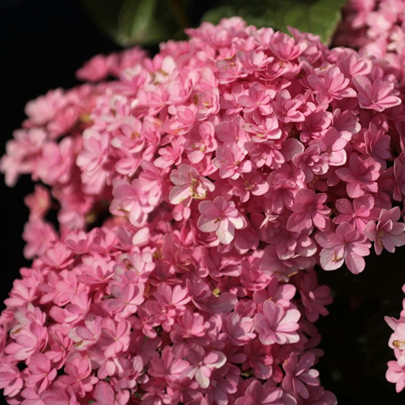 Hydrangea macrophylla Umbrella (Flowering)