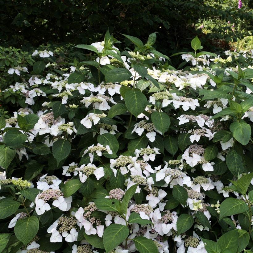 Hydrangea macrophylla Veitchii (Plant habit)