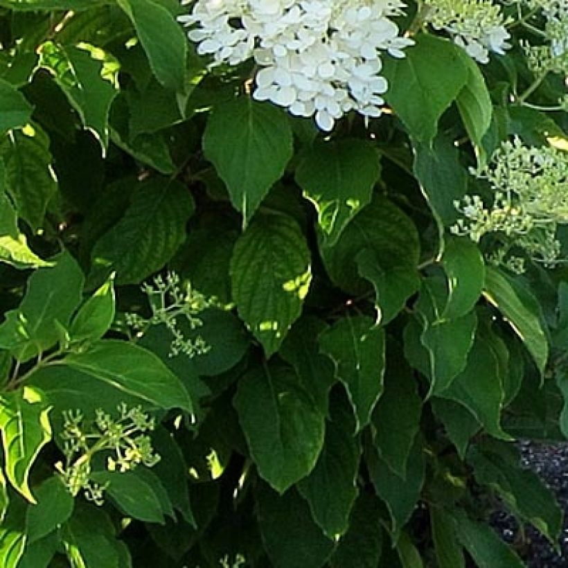 Hydrangea paniculata Bombshell (Foliage)