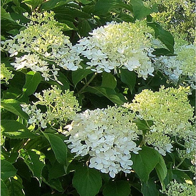 Hydrangea paniculata Bombshell (Flowering)