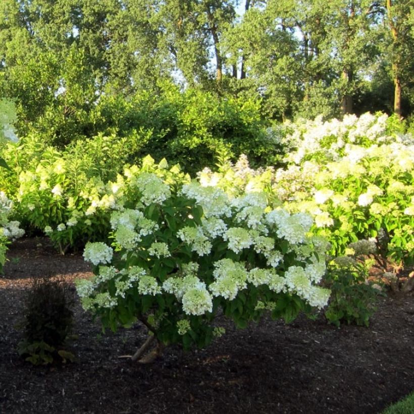 Hydrangea paniculata Bombshell (Plant habit)