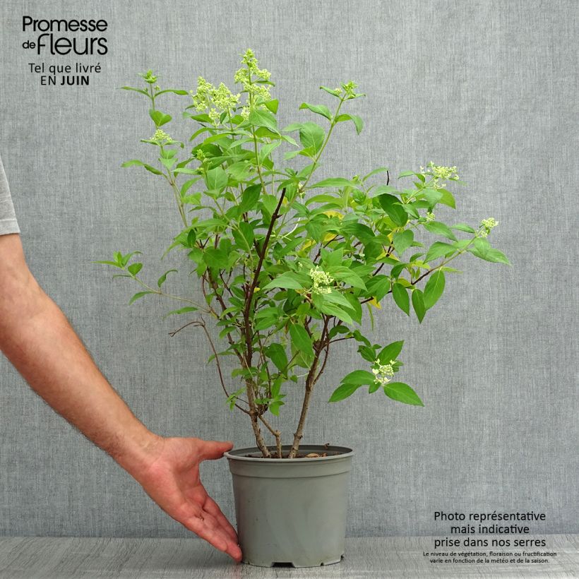 Hydrangea paniculata Confetti 2L/3L pot sample as delivered in summer