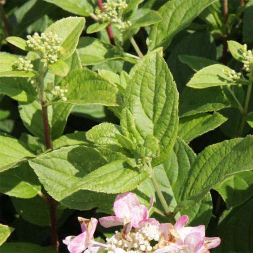 Hydrangea paniculata Darts Little Dot (Foliage)