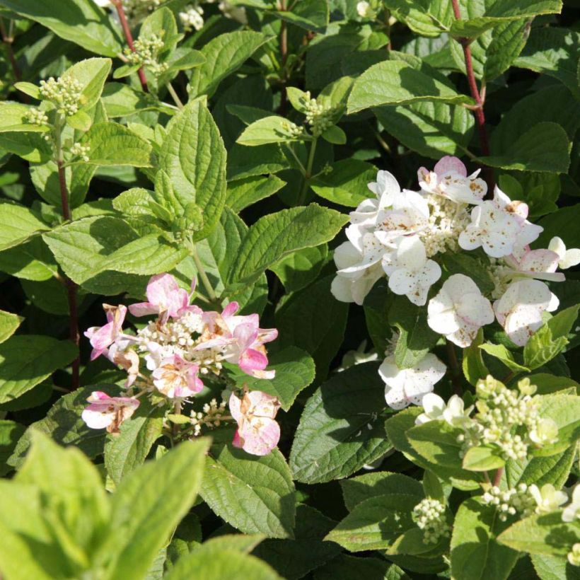 Hydrangea paniculata Darts Little Dot (Flowering)