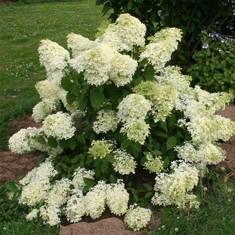 Hydrangea paniculata Dentelle De Gorron (Plant habit)