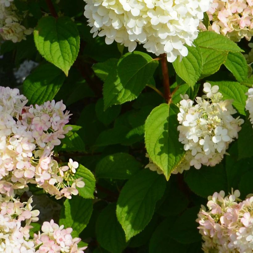 Hydrangea paniculata Diamantino (Foliage)