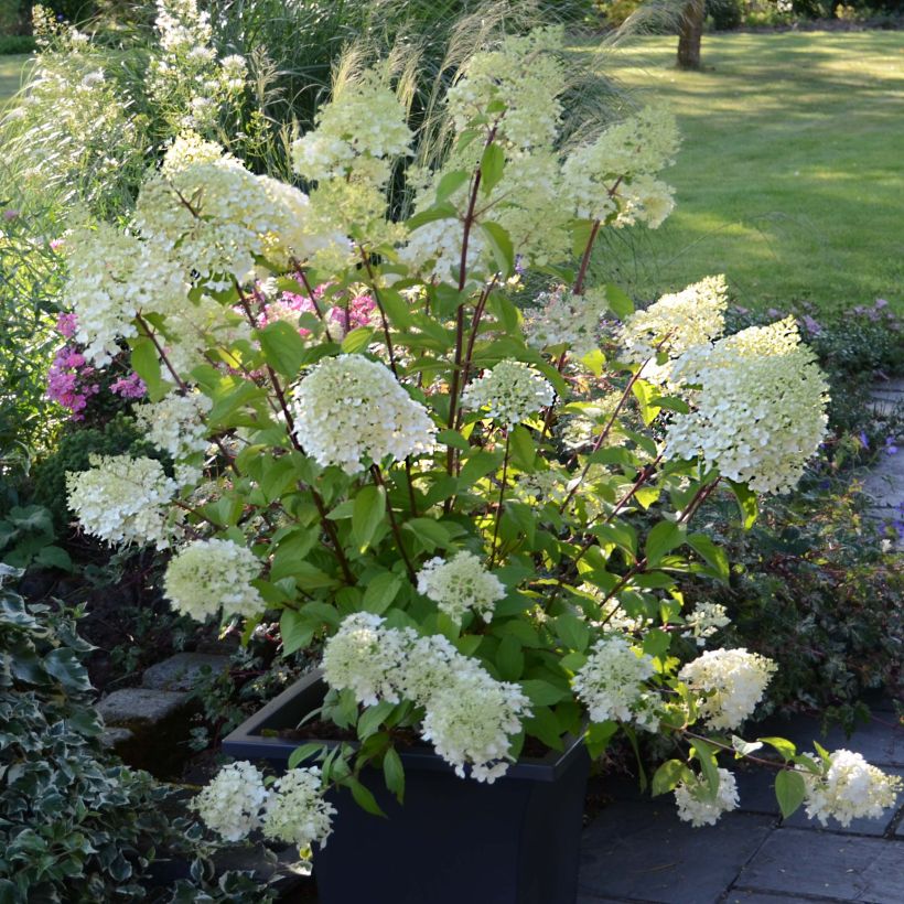 Hydrangea paniculata Diamantino (Plant habit)