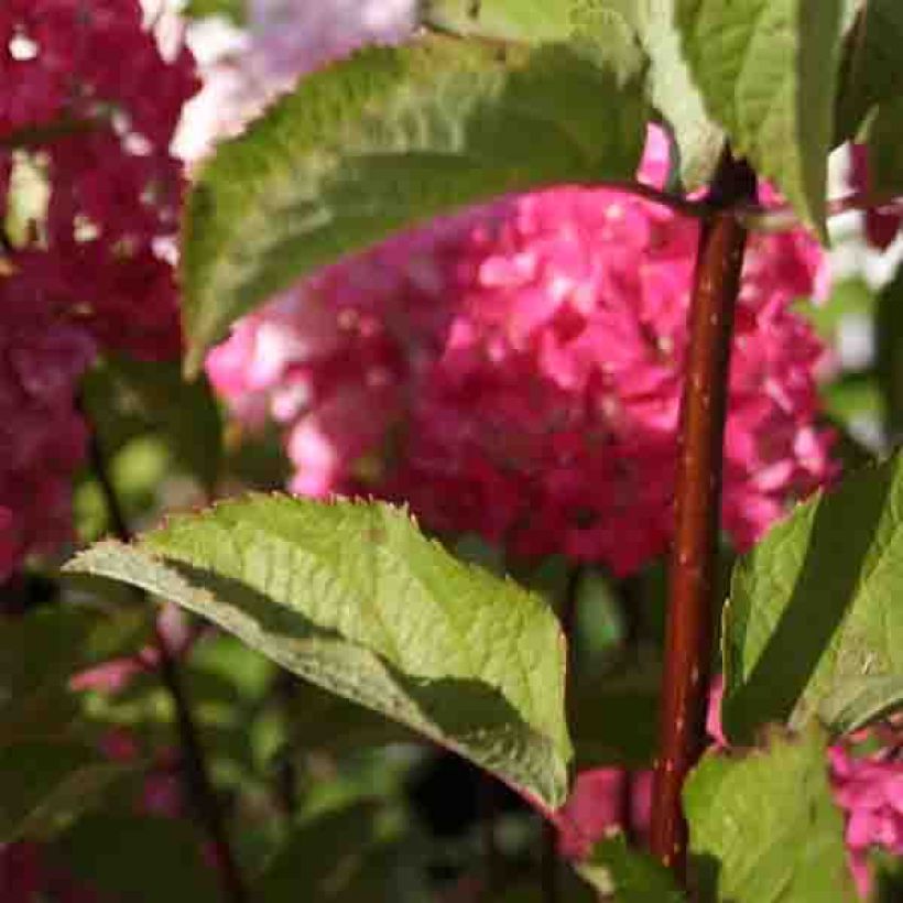 Hydrangea paniculata Fraise Melba (Foliage)