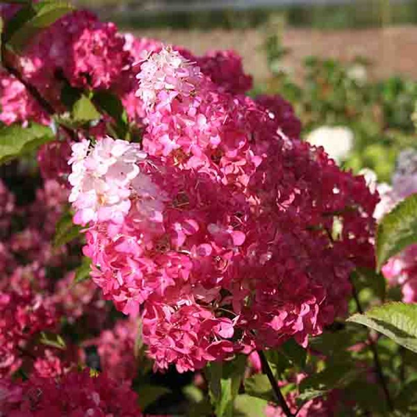 Hydrangea paniculata Fraise Melba (Flowering)