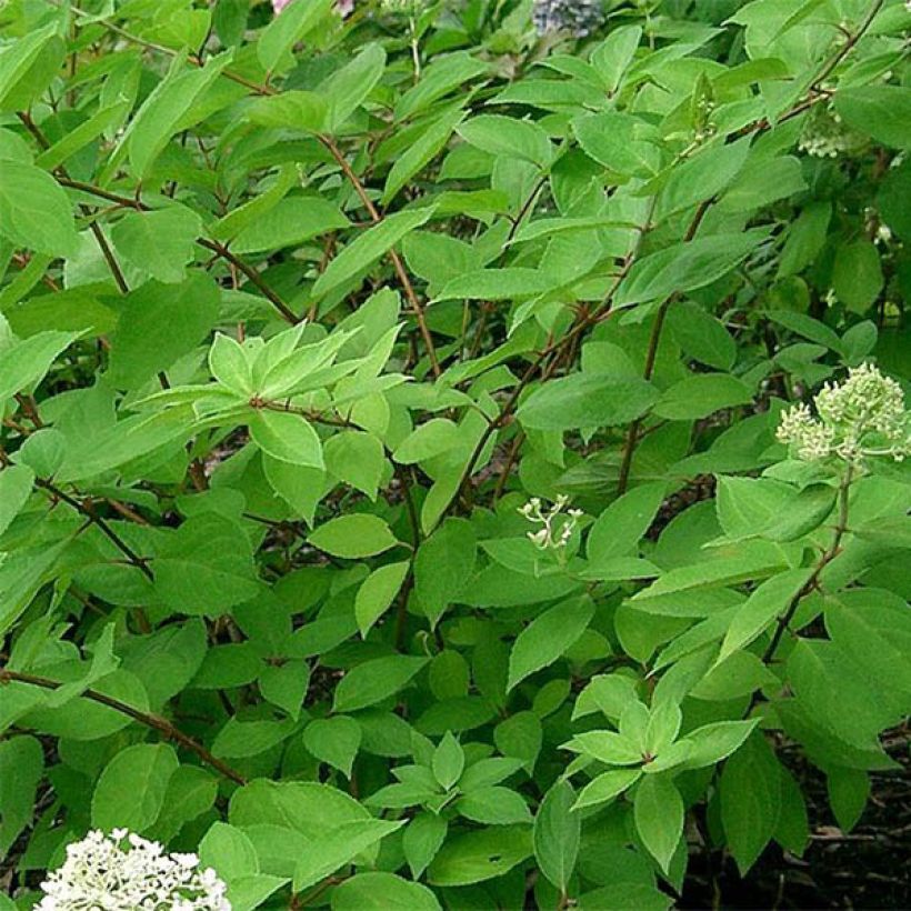 Hydrangea paniculata Grandiflora (Foliage)