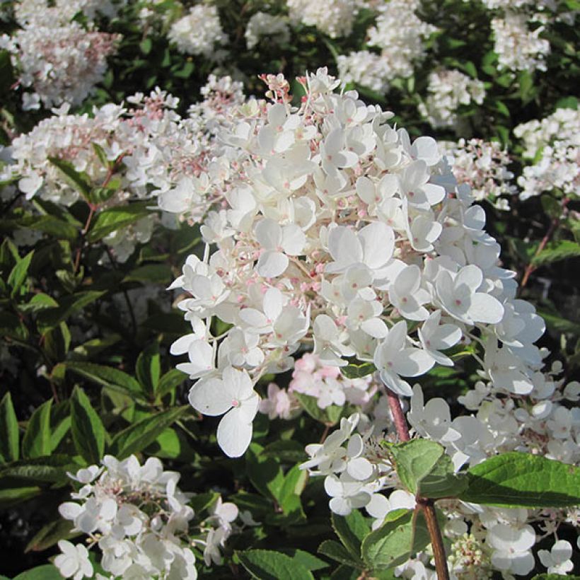 Hydrangea paniculata Grandiflora (Flowering)