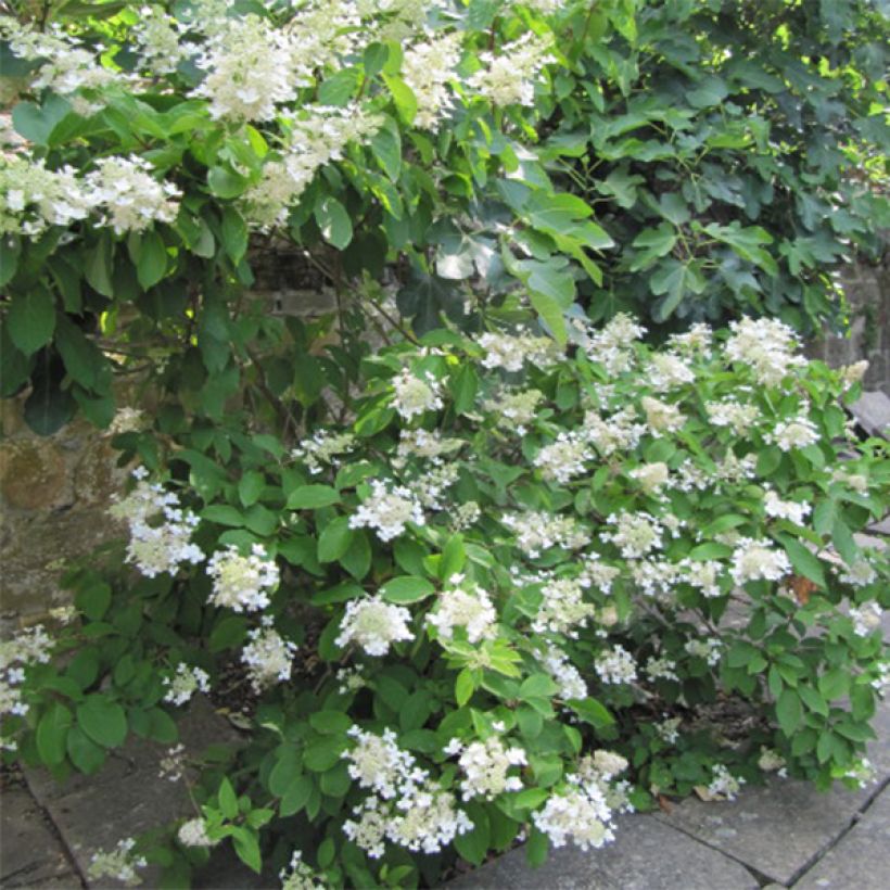 Hydrangea paniculata Grandiflora (Plant habit)