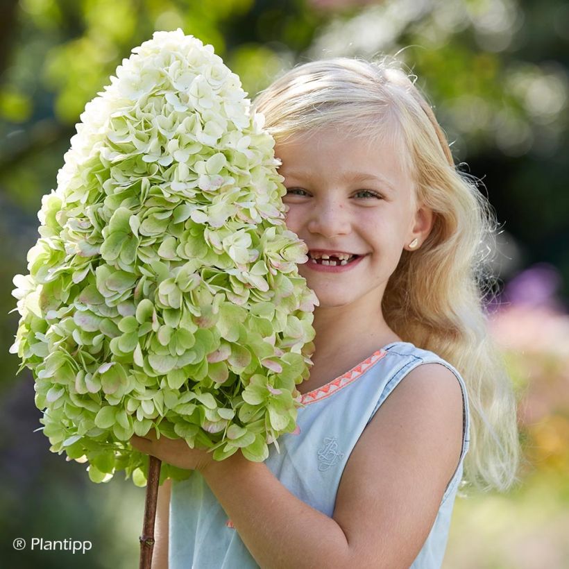 Hydrangea paniculata Hercules (Flowering)