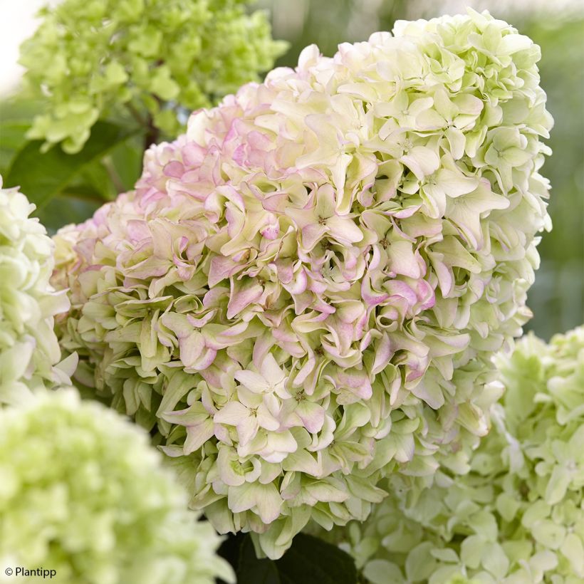 Hydrangea paniculata Little Fraise (Flowering)