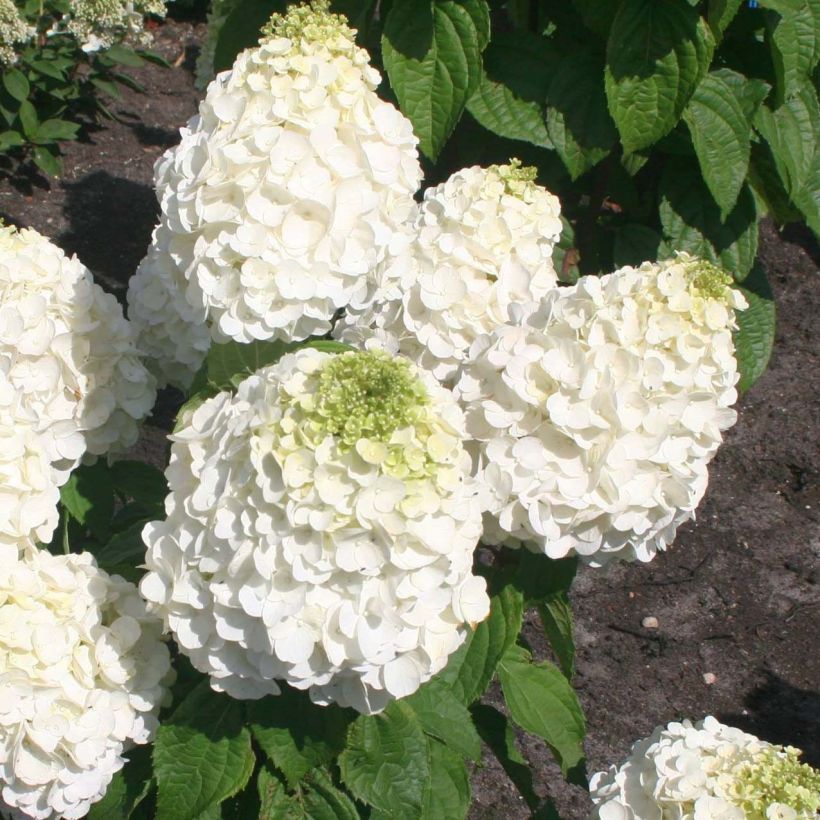 Hydrangea paniculata Magical Mont Blanc (Flowering)