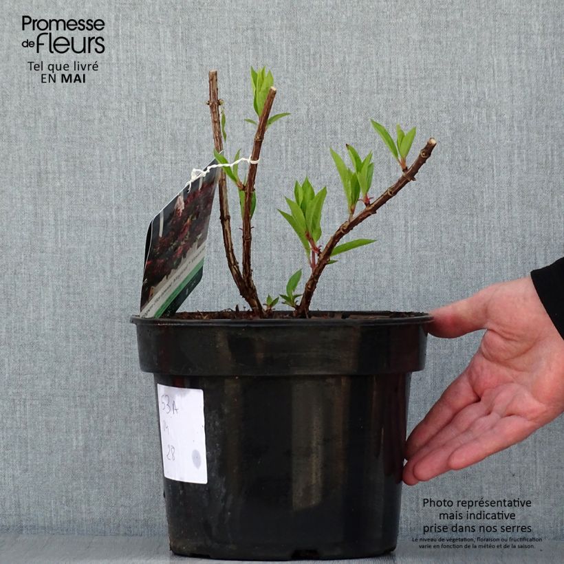 Hydrangea paniculata Magical Vesuvio - Hortensia paniculé Pot de 4L/5LHauteur livrée env. 20/30cm sample as delivered in spring