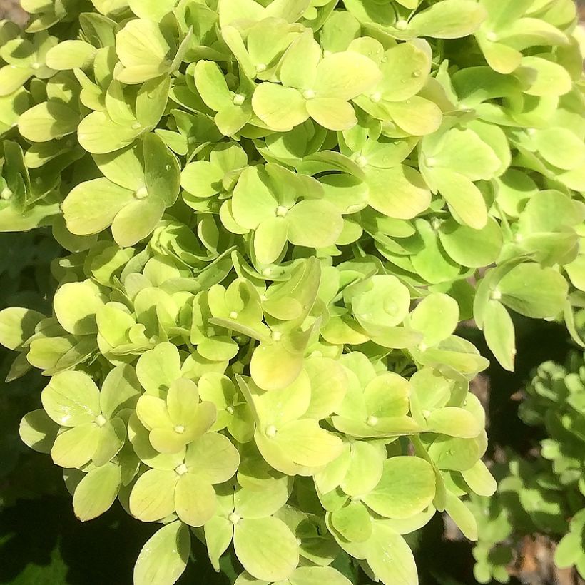 Hydrangea paniculata Mojito (Flowering)