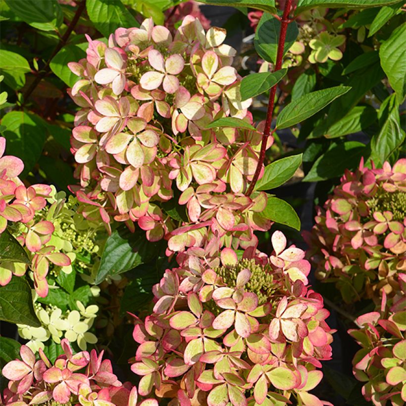 Hydrangea paniculata Pastelgreen (Foliage)