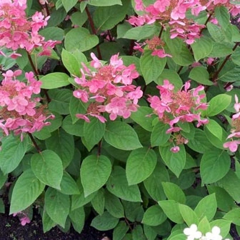 Hydrangea paniculata Pink Diamond (Foliage)