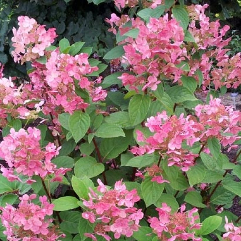 Hydrangea paniculata Pink Diamond (Flowering)