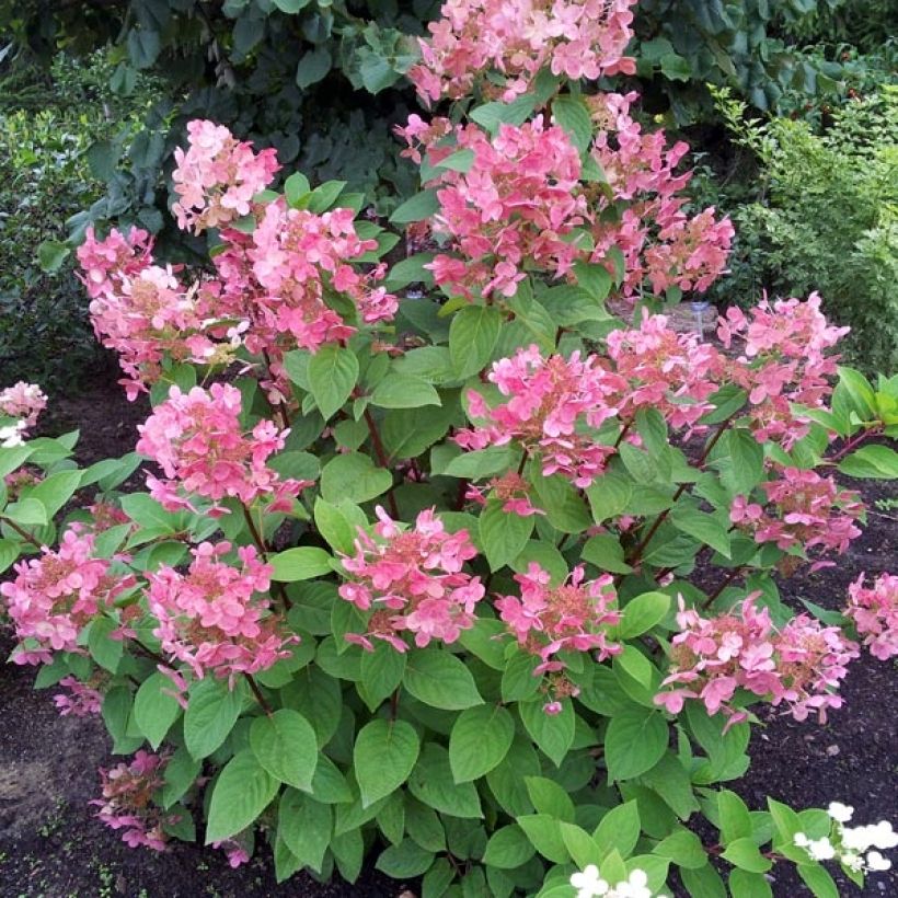 Hydrangea paniculata Pink Diamond (Plant habit)