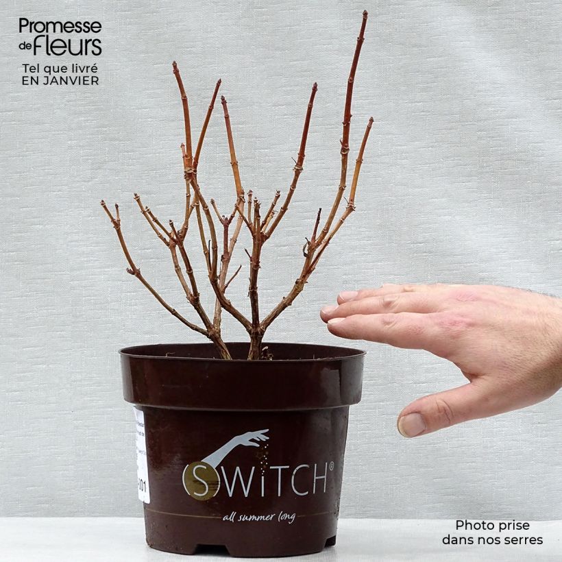 Hydrangea paniculata Polestar 1.5L/2L pot sample as delivered in winter