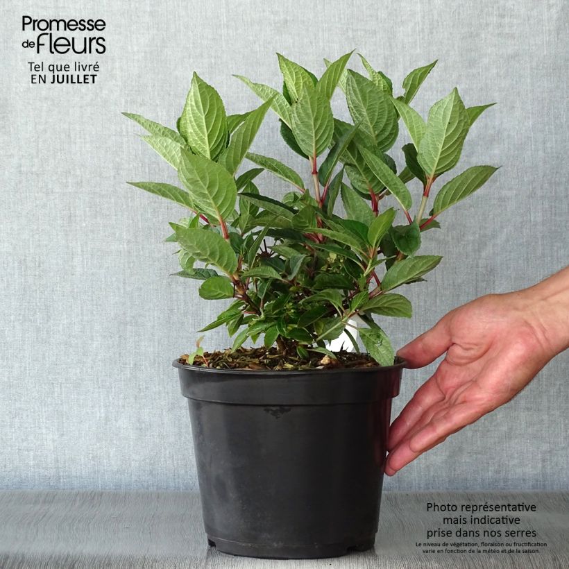 Hydrangea paniculata Polestar 3L/4L pot sample as delivered in summer