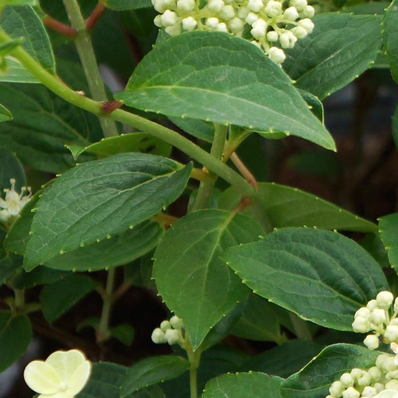 Hydrangea paniculata Prim White (Foliage)