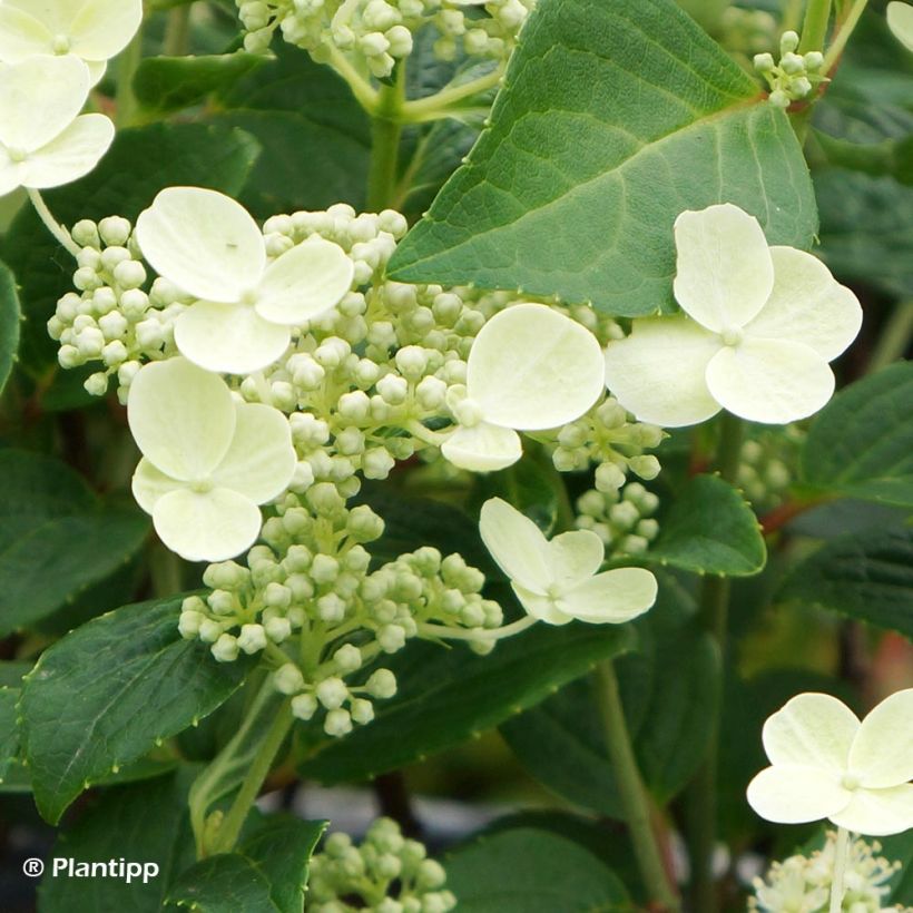 Hydrangea paniculata Prim White (Flowering)