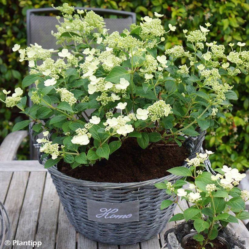 Hydrangea paniculata Prim White (Plant habit)