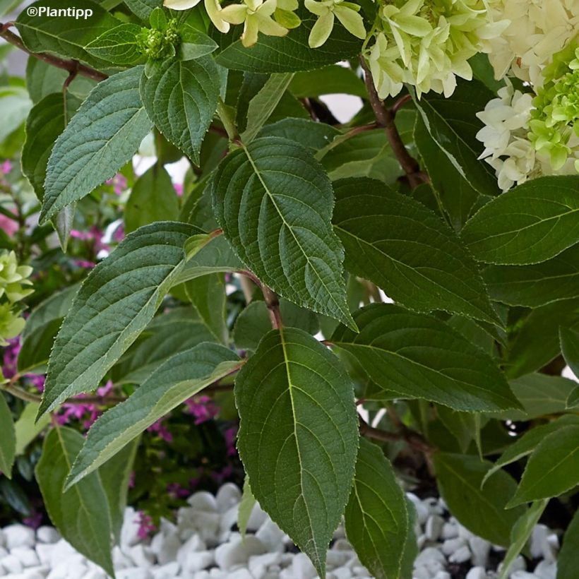 Hydrangea paniculata Skyfall (Foliage)