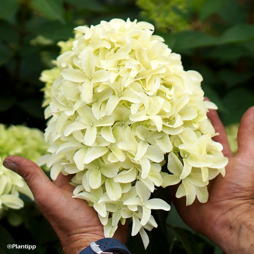 Hydrangea paniculata Skyfall (Flowering)