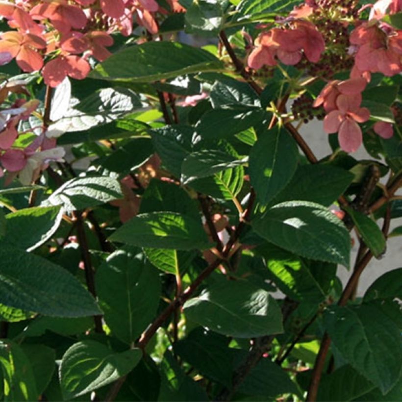 Hydrangea paniculata Sparkling (Foliage)