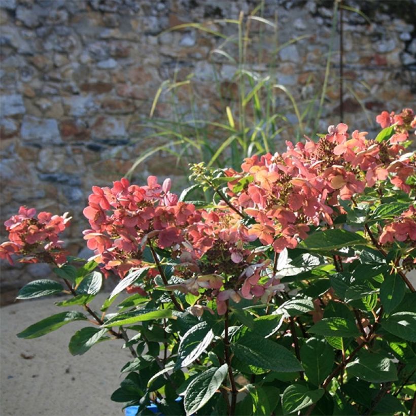 Hydrangea paniculata Sparkling (Plant habit)