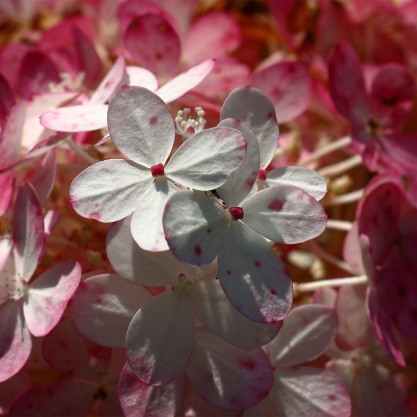 Hydrangea paniculata Sparkling (Flowering)