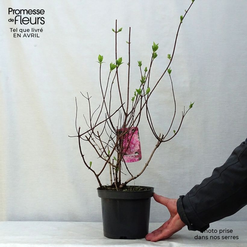 Hydrangea paniculata Sundae Fraise sample as delivered in spring
