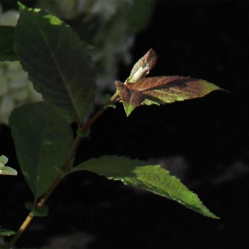 Hydrangea paniculata Whitelight (Foliage)
