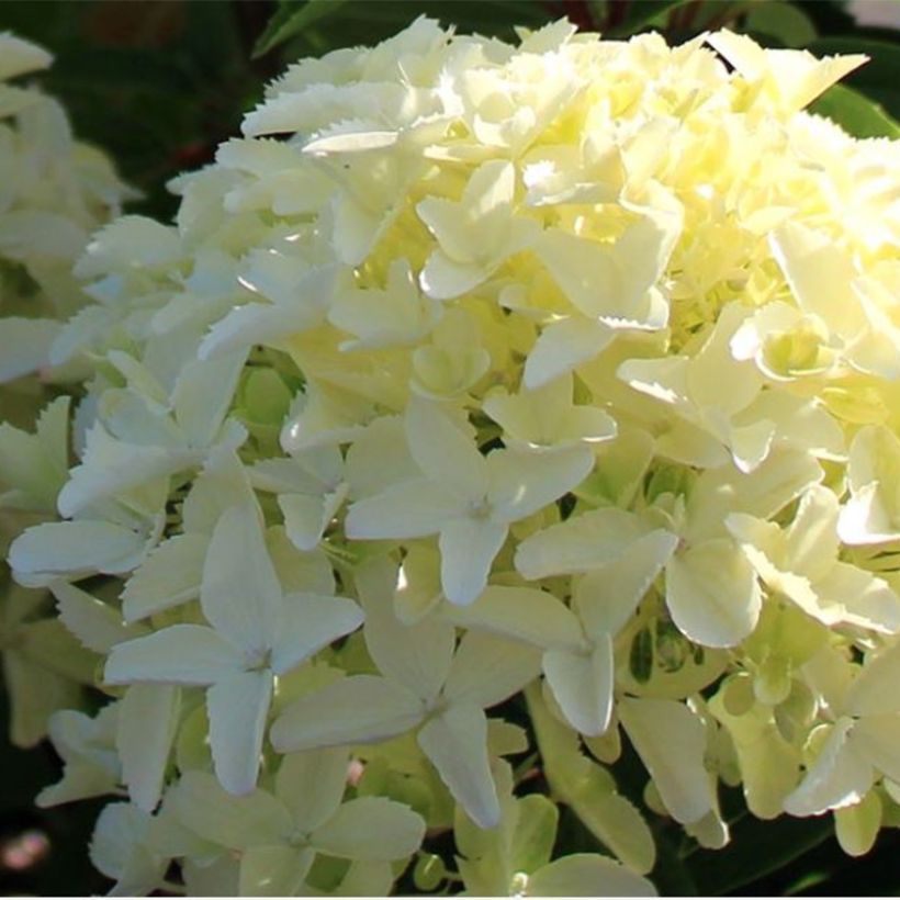 Hydrangea paniculata Whitelight (Flowering)