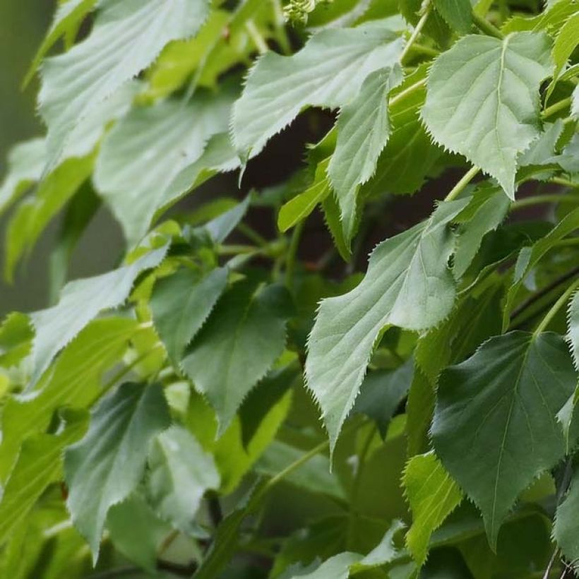 Hydrangea petiolaris Flying Saucer- Climbing Hydrangea (Foliage)