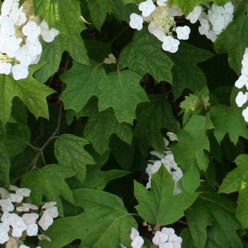 Hydrangea quercifolia Alice (Foliage)