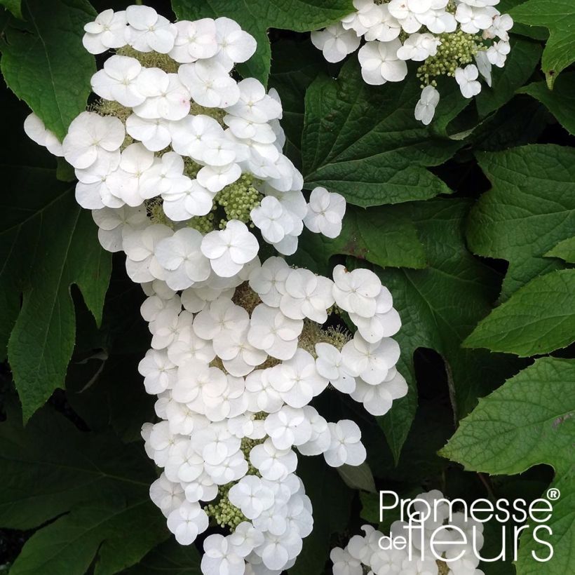 Hydrangea quercifolia Alice (Flowering)