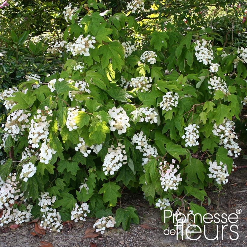 Hydrangea quercifolia Alice (Plant habit)