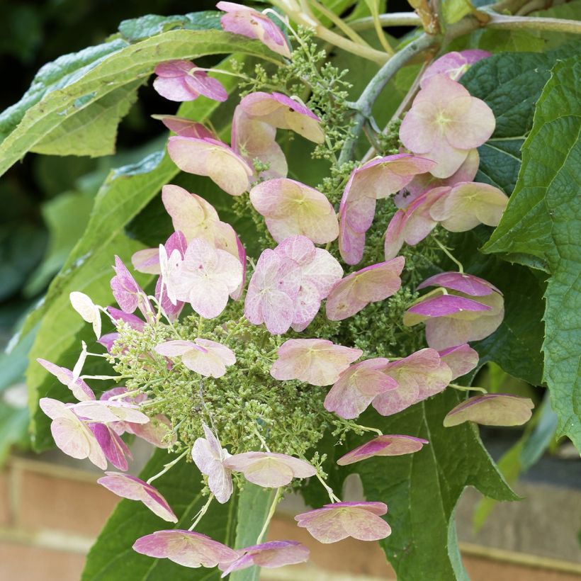 Hydrangea quercifolia Burgundy (Flowering)