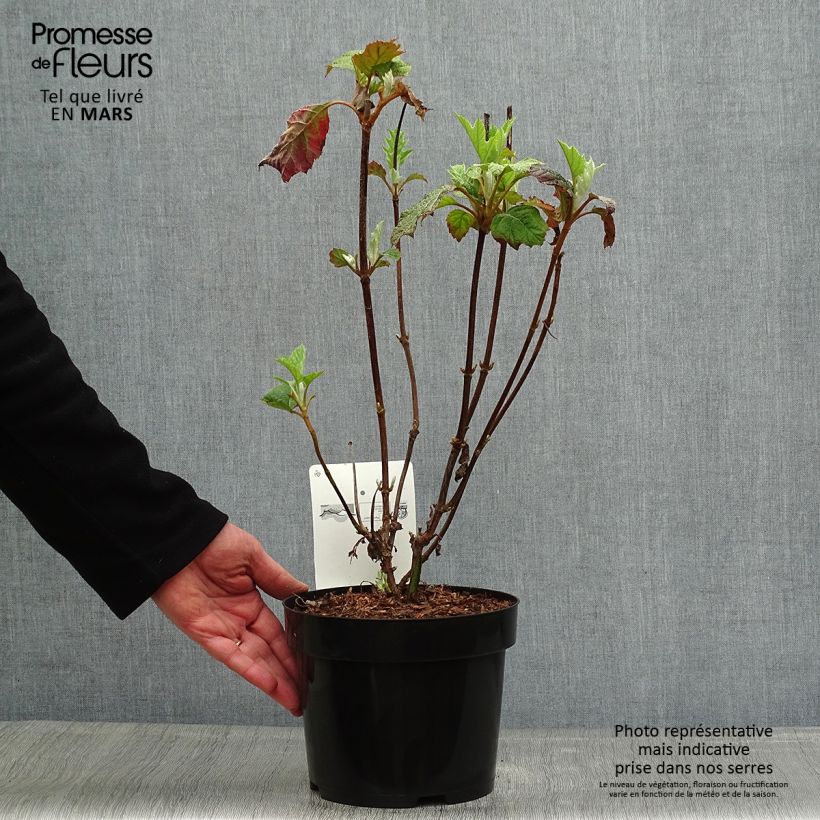 Hydrangea quercifolia Burgundy Pot de 2L/3L sample as delivered in spring