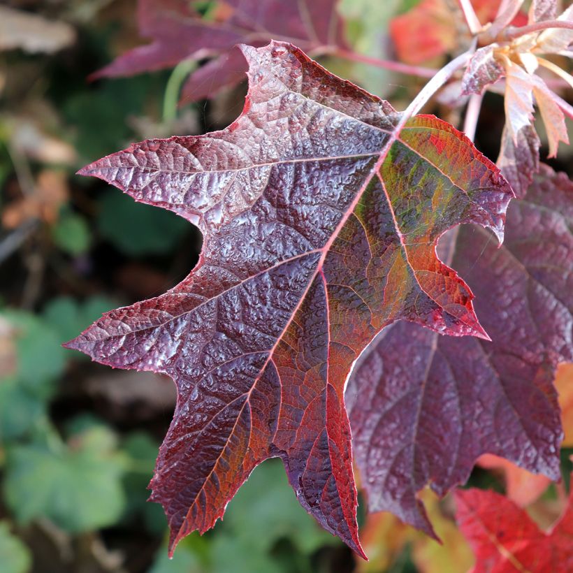 Hydrangea quercifolia Burgundy (Foliage)